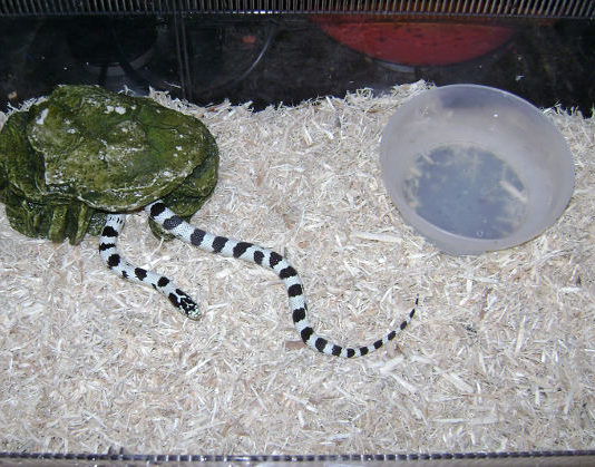 Terrario per serpenti 1174 0 terrario serpente_ok.JPG